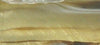 Gold Dust II BTW59BS Acrylic Bottle Stopper 1 1/2" x 1 1/2" x 3"