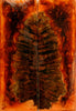 Chechen Burl Stabilized w Alumilite (2 pc) Knife Scales 3/8" x 1 3/4" x 5 - (35)