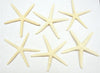 Starfish - White Pencil (off white) 3"-4" (6 pcs)