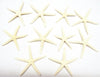 Starfish - White Pencil 2"-2 7/8" (10 pcs)