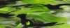 Duck Weed Mist BTW42KB Acrylic (1 pc) Knife Blank 1" x 1 1/2" x 6"