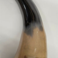 Buffalo Horn on Wooden Base (3"x4") 11.5"