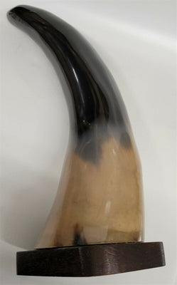 Buffalo Horn on Wooden Base (3