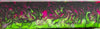 1" x 1 1/2" x 5" Knife Blank Purple Damascus Acrylester #131