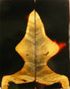 Buckeye Burl Stabilized w Alumilite (2 pc) Knife Scales 3/8" x 2" x 5" - (43) - Wood Acrylic Supply