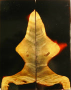 Buckeye Burl Stabilized w Alumilite (2 pc) Knife Scales 3/8" x 2" x 5" - (43) - Wood Acrylic Supply