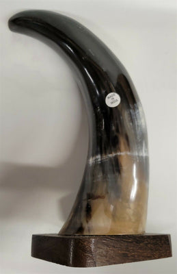 Buffalo Horn on Wooden Base (3