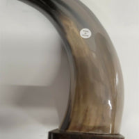 Buffalo Horn on Wooden Base (3"x4") 8.75"
