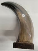 Buffalo Horn on Wooden Base (3"x4") 8.75"