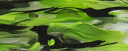 Duck Weed Mist BTW42PBL Acrylic (1 pc) Pen/Reel/Razor Blank 1"sq x 6" - Wood Acrylic Supply