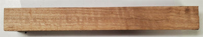 Eucalyptus Curly (1 pc) Turning 1 1/2
