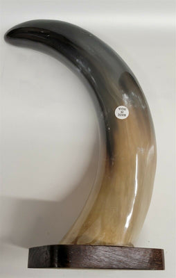 Buffalo Horn on Wooden Base (3