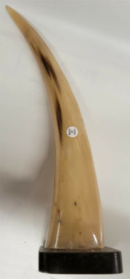 Buffalo Horn on Wooden Base (3