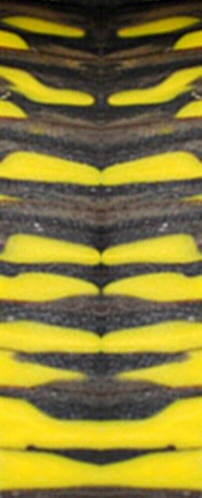 Bumblebee Genesis Acrylester (2 PC) Mini Knife Scales 3/16 x 3/4 x 5 - Wood Acrylic Supply