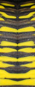 Bumblebee Genesis Acrylester (2 PC) Mini Knife Scales 3/16 x 3/4 x 5 - Wood Acrylic Supply