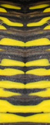 Bumblebee Genesis Acrylester (2 PC) Mini Knife Scales 3/16 x 3/4 x 5 - Wood Acrylic Supply