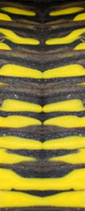 Bumblebee Genesis Acrylester (2 PC) Mini Knife Scales 3/16 x 3/4 x 5 - Wood Acrylic Supply