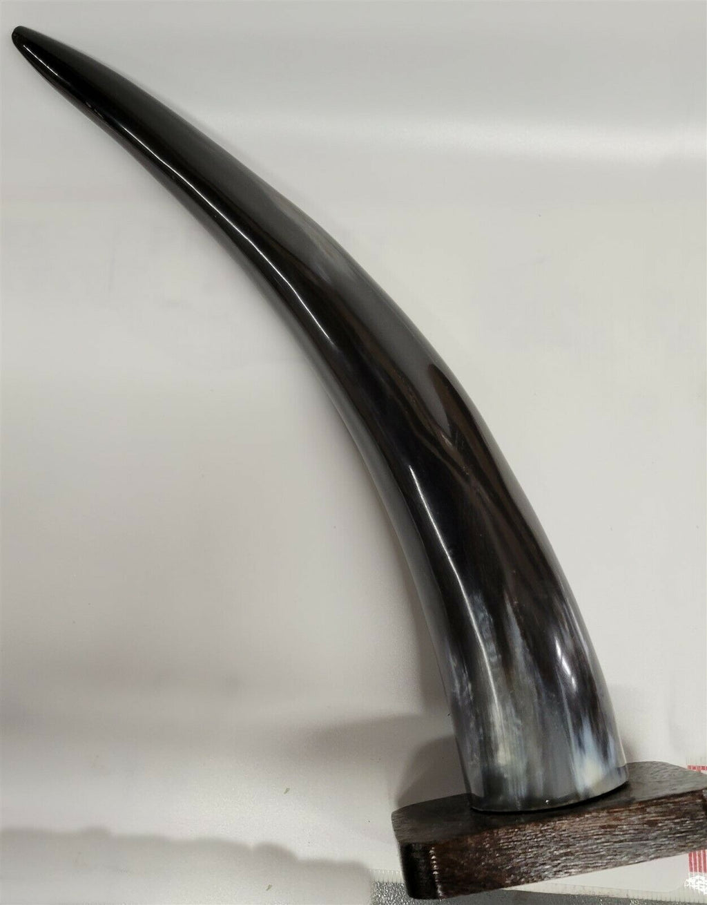 Buffalo Horn on Wooden Base (3"x4") 14"