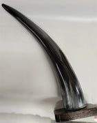 Buffalo Horn on Wooden Base (3"x4") 14"