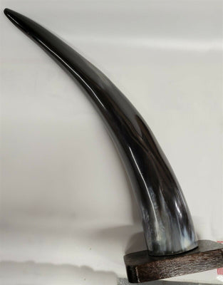 Buffalo Horn on Wooden Base (3