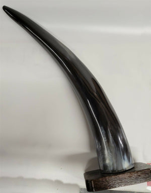 Buffalo Horn on Wooden Base (3"x4") 14"