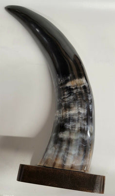 Buffalo Horn on Wooden Base (3