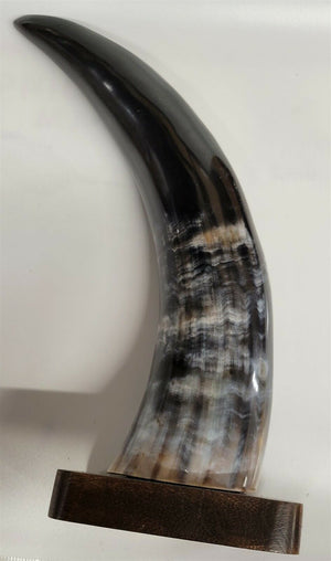 Buffalo Horn on Wooden Base (3"x4") 10.25"