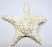 Starfish - White Jungle 6-7" (1 pc) - Wood Acrylic Supply