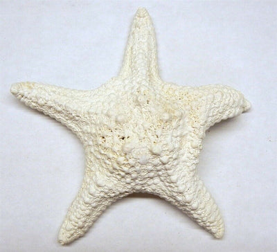 Starfish - White Jungle 6-7