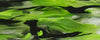 Duck Weed Mist BTW42BS Acrylic (1 pc) Bottle Stopper Blank 1 1/2" Sq x 2"
