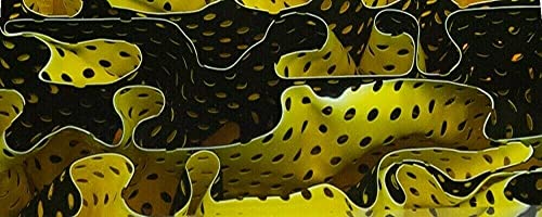 Canary Water Mesh BTW23KSL Acrylic (2 pc) Knife Scaless 3/8" x 1 1/2" x 5"