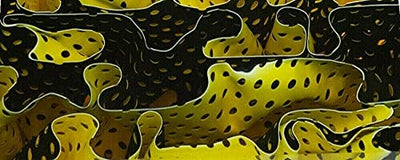 Canary Water Mesh BTW23KSM Acrylic (2 pc) Knife Scaless 1/4